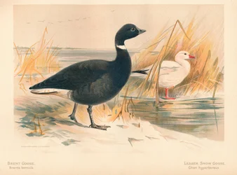 Bernache cravant Branta bernicla, Petite oie des neiges Chen hyperboreus, 1900