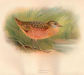 Râle des genêts Crex pratensis, 1900, 1900