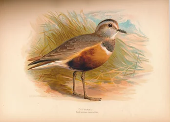 Pluvier guignard Eudromias morinellus, 1900