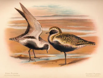 Pluvier gris Squatarola helvetica, Pluvier doré Charadrius pluvialus, 1900