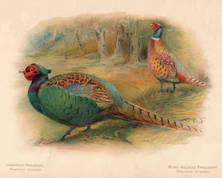 Faisan japonais Phasaianus versicolor, Faisan à collier Phasaianus torquatus, 1900