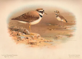 Petit Pluvier à collier interrompu Aegialitis minor, Pluvier kildir Oxyechus vociferus, 1900