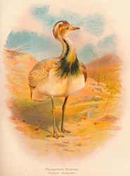 Outarde de Macqueen, 1900