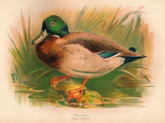 Canard colvert Anas boschas, 1900