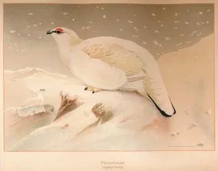 Lagopède Lagopus mutus, 1900