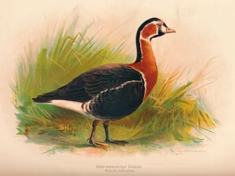 Oie à cou roux Branta ruficollis, 1900