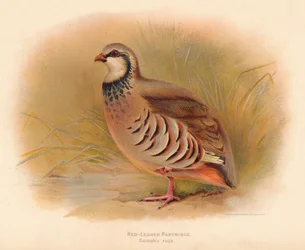 Perdrix rouge Caccabus rufa, 1900