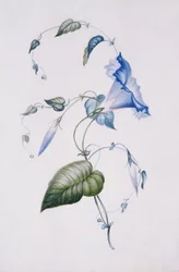 Liseron bleu, 1832