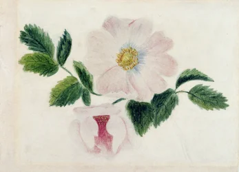 Roses roses