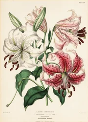 Variétés de lys japonais, Lilium speciosum