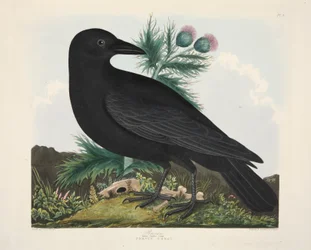 Corbeau, Corvus Corai, pub. 1835 (gravure colorée à la main)
