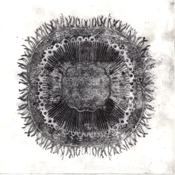Cellules végétales, 2019