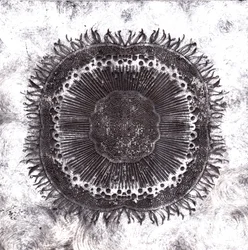 Cellules végétales, 2019
