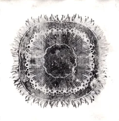 Cellules Végétales