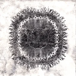 Cellules végétales, 2019