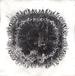 Cellules végétales, 2019