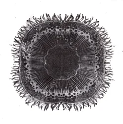 Cellules végétales, 2019