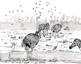 Safari 2, 2018