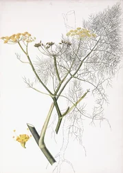 Étude Botanique, 1822-1845