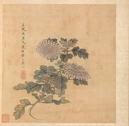 Chrysanthème