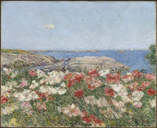 Coquelicots sur les îles de Shoals