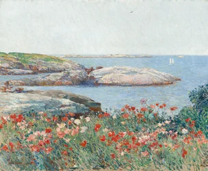 Coquelicots, îles de Shoals