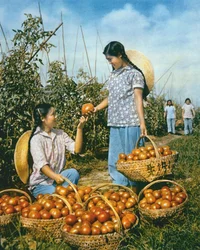 Production alimentaire chinoise : tomates mûres