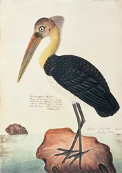 Ardea Argala, d