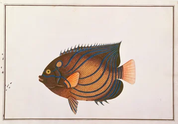 Poisson-ange à anneaux bleus, des dessins de poissons de Malacca, c.1805-18