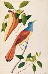 Boorong Seli-ah, des dessins d