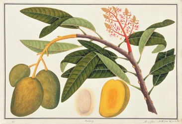Buihang Mangifera, de Dessins de Plantes de Malacca, c.1805-18