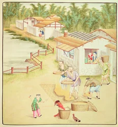 Paysans chinois tamisant du riz