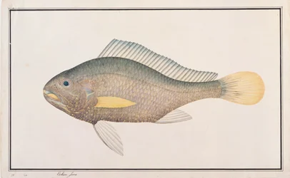 Courbine, de dessins de poissons de Malacca, c.1805-18