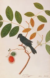 Drongo à bec de corbeau, des dessins d
