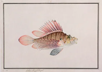 Eekan Linqah Singah, de dessins de poissons de Malacca, c.1805-18