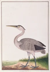 Héron cendré, de Dessins d
