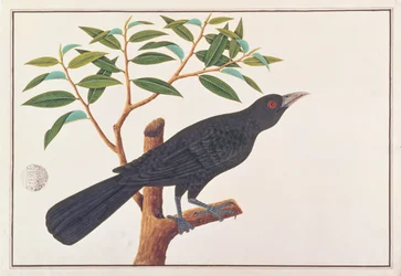 Koel, tiré de Dessins d