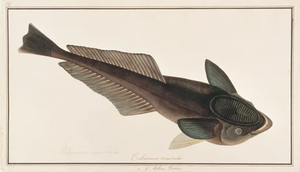 Poisson-suceur vivant, de dessins de poissons de Malacca, c.1805-18