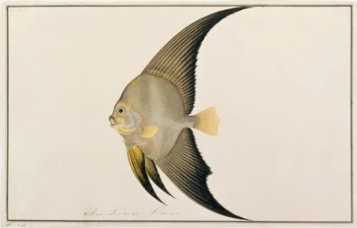 Poisson-chauve-souris à longues nageoires, de dessins de poissons de Malacca, c.1805-18