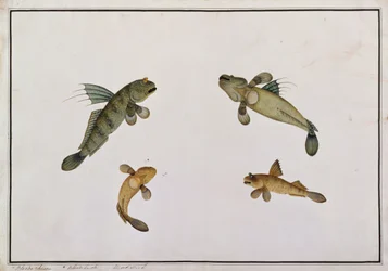 Poisson de boue, Bloodo chiena, Bloodo La-ore, de dessins de poissons de Malacca, c.1805-18