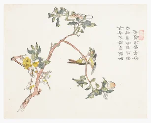 Jardin de graines de moutarde