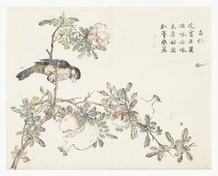 Jardin de graines de moutarde