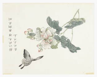 Jardin de graines de moutarde