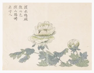 Jardin de la graine de moutarde