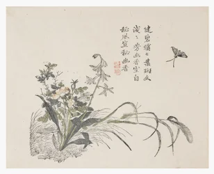 Jardin de graines de moutarde