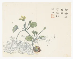 Jardin de la graine de moutarde