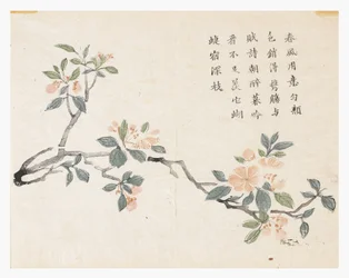 Jardin de graines de moutarde