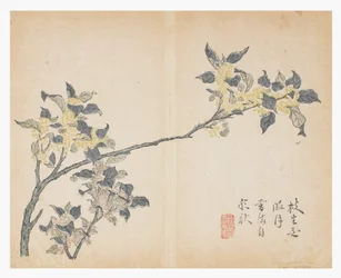 Jardin de graines de moutarde