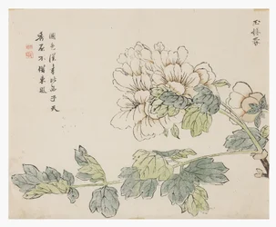 Jardin de graines de moutarde