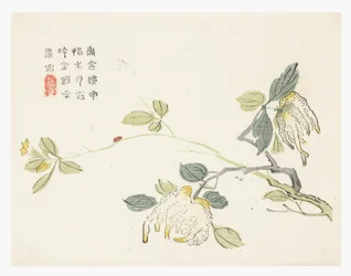 Jardin de graines de moutarde